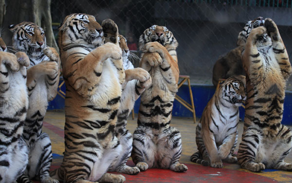 Tigers trained to greet visitors at a show in Nanning, South China's Guangxi Zhuang autonomous region. Animal rights activists have called for a ban of all animal performances. [Tang Huiji/China Daily]