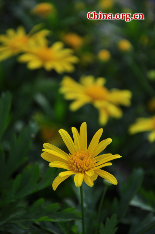 Photo taken on April 13 shows the spring flowers are in full blossom at Zhongshan Park, Beijing. [China.org.cn/ by Yuan Fang]