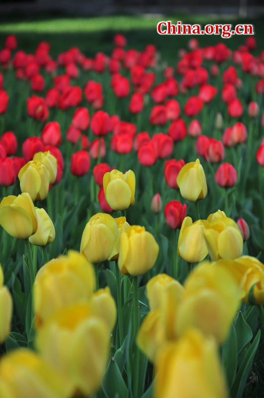 Photo taken on April 13 shows the spring flowers are in full blossom at Zhongshan Park, Beijing. [China.org.cn/ by Yuan Fang]