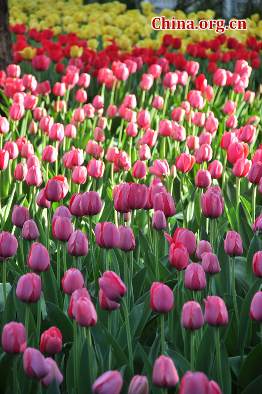 Photo taken on April 13 shows the spring flowers are in full blossom at Zhongshan Park, Beijing. [China.org.cn/ by Yuan Fang]