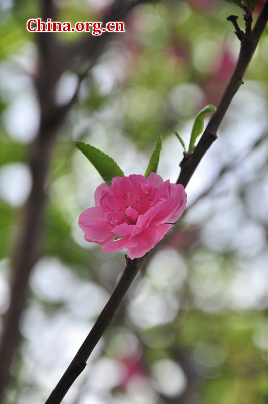 Photo taken on April 13 shows the spring flowers are in full blossom at Zhongshan Park, Beijing. [China.org.cn/ by Yuan Fang]