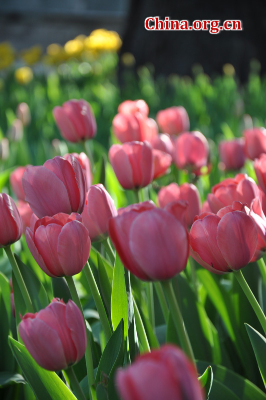 Photo taken on April 13 shows the spring flowers are in full blossom at Zhongshan Park, Beijing. [China.org.cn/ by Yuan Fang]