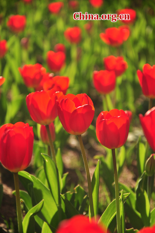 Photo taken on April 13 shows the spring flowers are in full blossom at Zhongshan Park, Beijing. [China.org.cn/ by Yuan Fang]