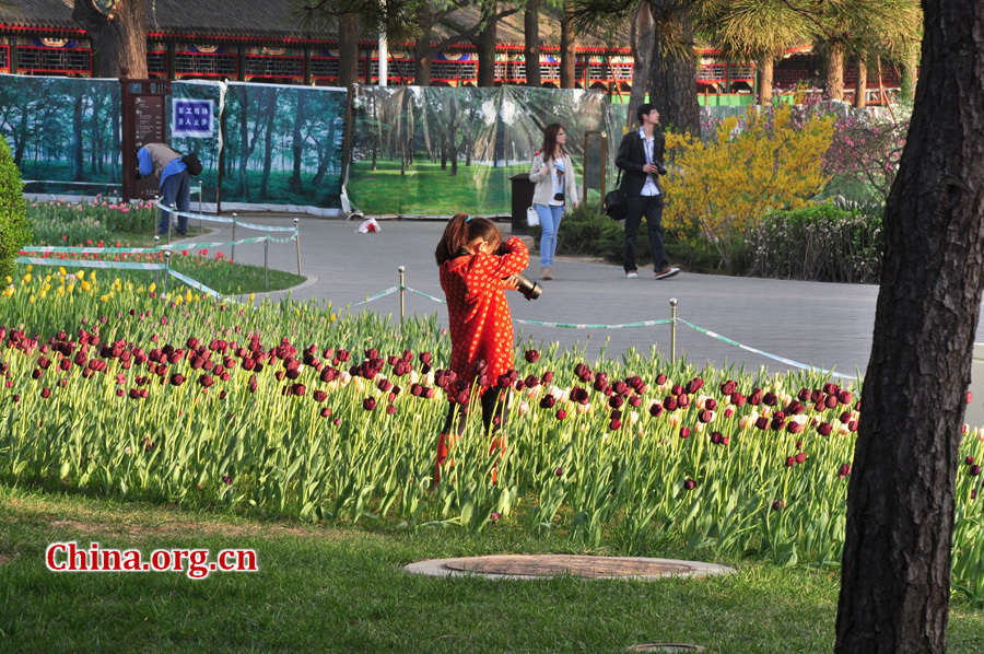 Photo taken on April 13 shows the spring flowers are in full blossom at Zhongshan Park, Beijing. [China.org.cn/ by Yuan Fang]