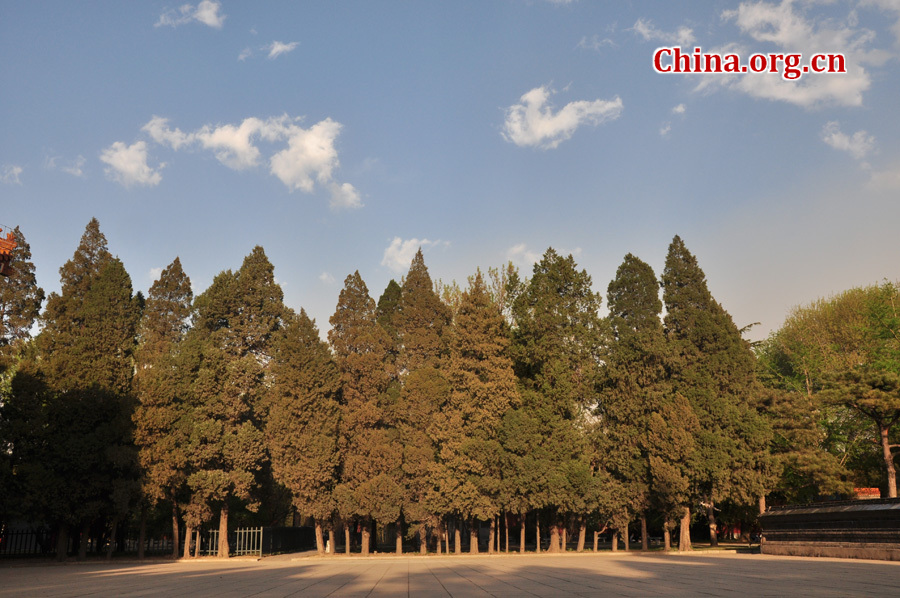 Photo taken on April 13 shows the spring flowers are in full blossom at Zhongshan Park, Beijing. [China.org.cn/ by Yuan Fang]