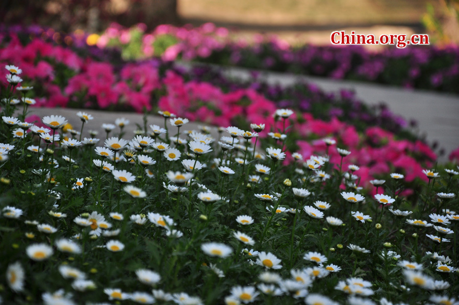 Photo taken on April 13 shows the spring flowers are in full blossom at Zhongshan Park, Beijing. [China.org.cn/ by Yuan Fang]