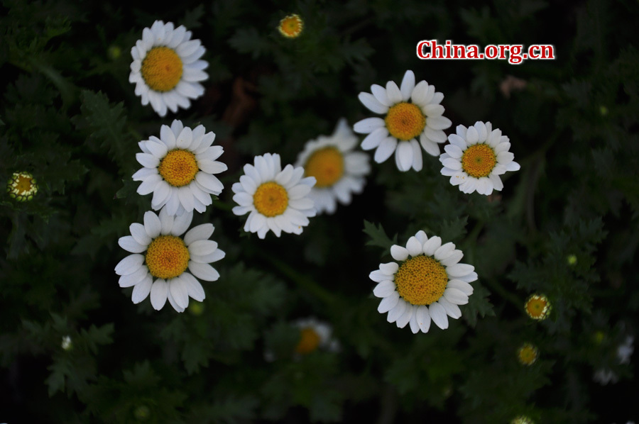 Photo taken on April 13 shows the spring flowers are in full blossom at Zhongshan Park, Beijing. [China.org.cn/ by Yuan Fang]