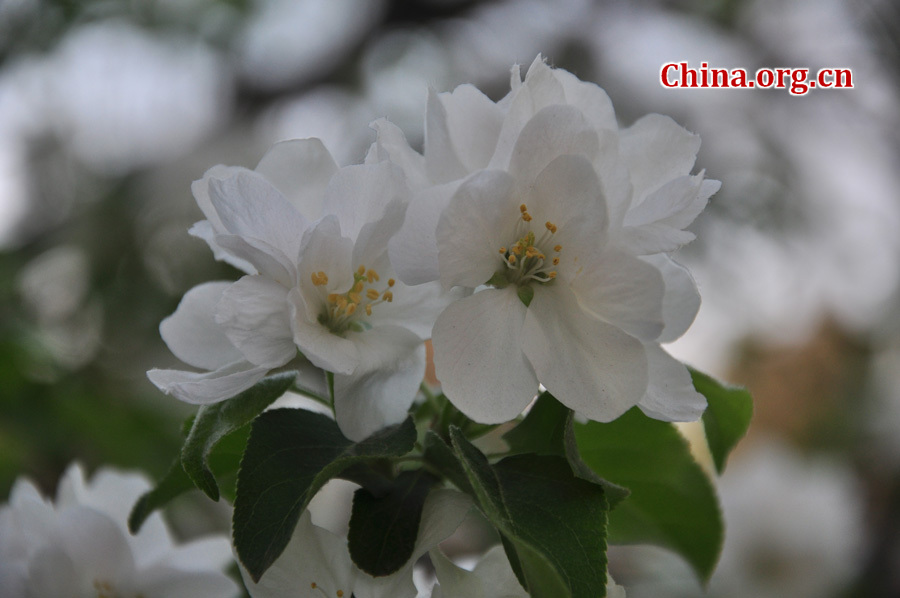 Photo taken on April 13 shows the spring flowers are in full blossom at Zhongshan Park, Beijing. [China.org.cn/ by Yuan Fang]