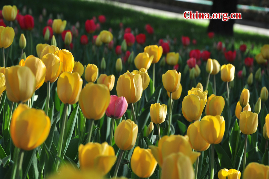 Photo taken on April 13 shows the spring flowers are in full blossom at Zhongshan Park, Beijing. [China.org.cn/ by Yuan Fang]