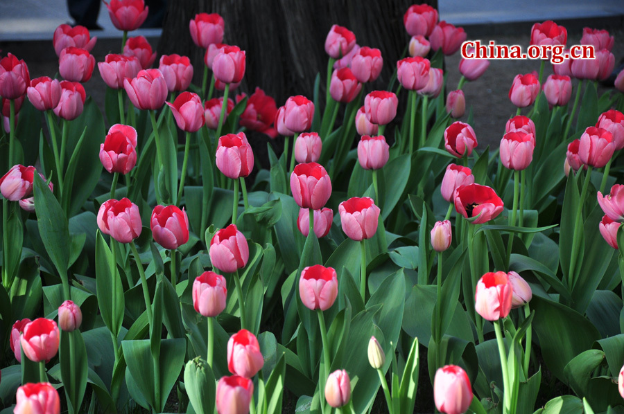 Photo taken on April 13 shows the spring flowers are in full blossom at Zhongshan Park, Beijing. [China.org.cn/ by Yuan Fang]
