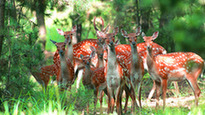 Liugong Island National Forest Park in Weihai