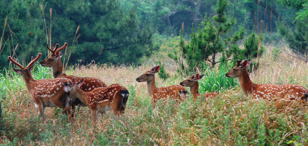 Liugong Island National Forest Park in Weihai