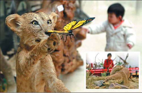 Stuffed lion and mink (inset) attract visitors at the National Zoological Museum of China. [China Daily]