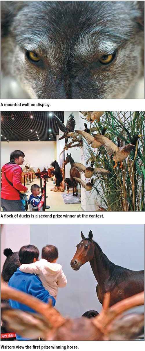 About 300 stuffed animals from across the country, they are contestants of the first Chinese Animal Specimens Competition at the National Zoological Museum of China, Beijing.