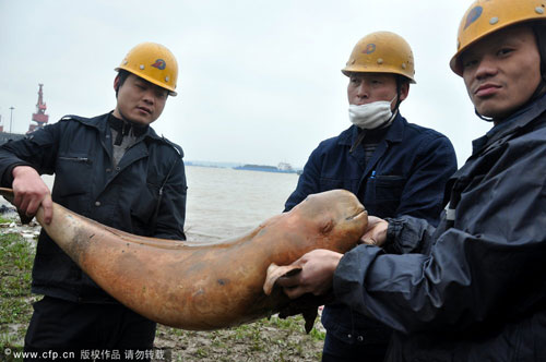 A finless porpoise was found dead near a wharf at the mouth of the Poyang Lake in Jiujiang, eastern China's Jiangxi province on March 8, 2012. The 20-kilo adult mammal died about one month ago, apparently from head injuries inflicted by the propellers of boats. [CFP] 