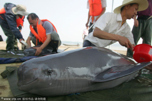 A finless porpoise is being taken care of by rescuers at a national protection zone plagued by a lingering drought in Shishou, central China's Hubei province on May 20, 2011. [CFP] 