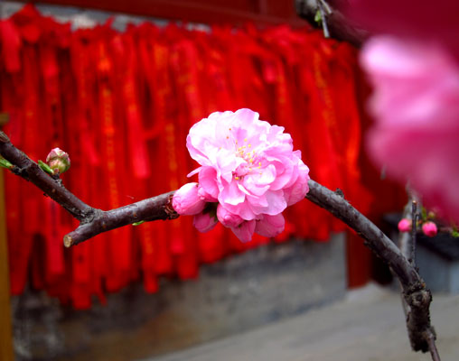 Flower blossoms on a backdrop of prayer ribbons. Photo taken by William Wang for CRI, April 2012. 