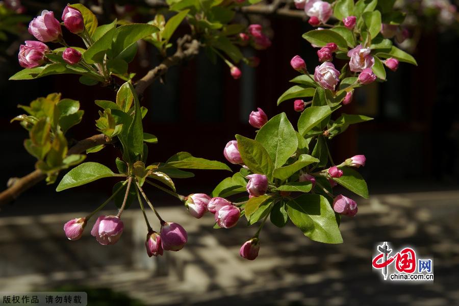 The Former Residence of Soong Chingling, late Honorary Chairman of the People's Republic of China, is situated at 46 North Rive Street in the Houhai Lake area of the West City District in Beijing. The residence was once a garden of one of the Qing Dynasty princes' mansions. The area along the banks of Houhai Lake is quiet and beautiful, with shady willow trees lining the streets. [China.org.cn]