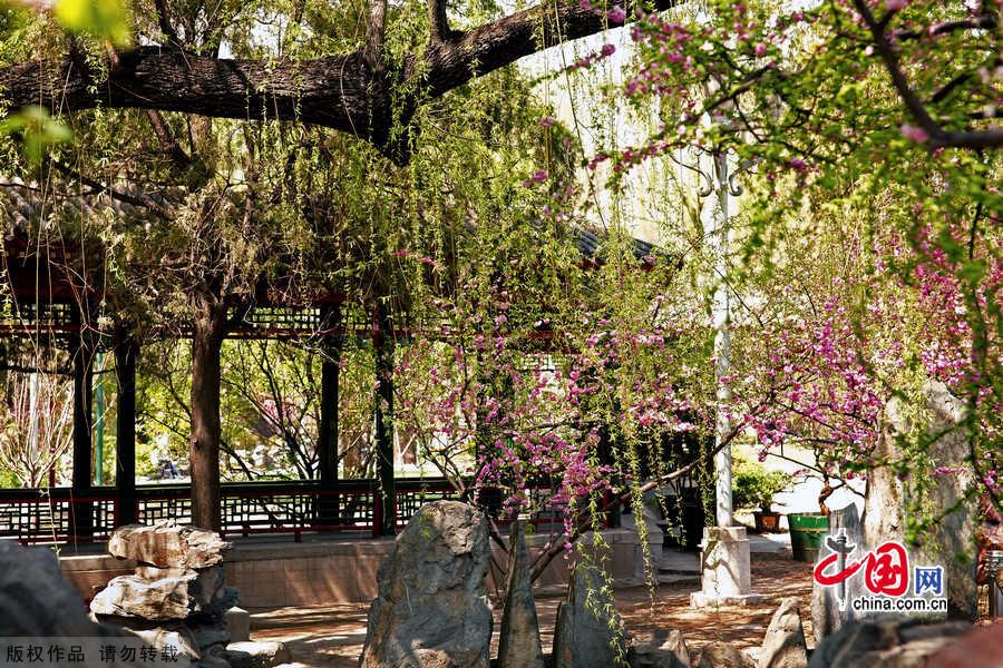 The Former Residence of Soong Chingling, late Honorary Chairman of the People's Republic of China, is situated at 46 North Rive Street in the Houhai Lake area of the West City District in Beijing. The residence was once a garden of one of the Qing Dynasty princes' mansions. The area along the banks of Houhai Lake is quiet and beautiful, with shady willow trees lining the streets. [China.org.cn]