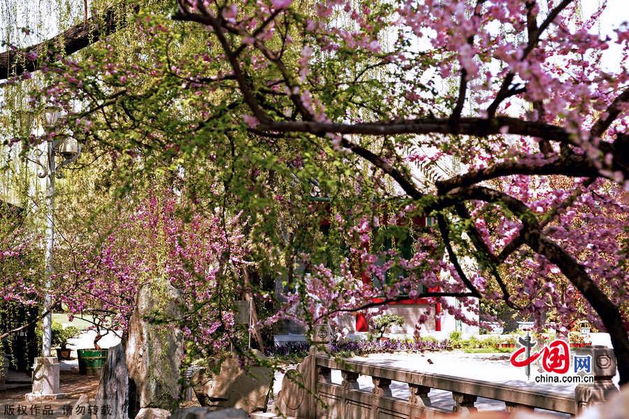 The Former Residence of Soong Chingling, late Honorary Chairman of the People's Republic of China, is situated at 46 North Rive Street in the Houhai Lake area of the West City District in Beijing. The residence was once a garden of one of the Qing Dynasty princes' mansions. The area along the banks of Houhai Lake is quiet and beautiful, with shady willow trees lining the streets. [China.org.cn]