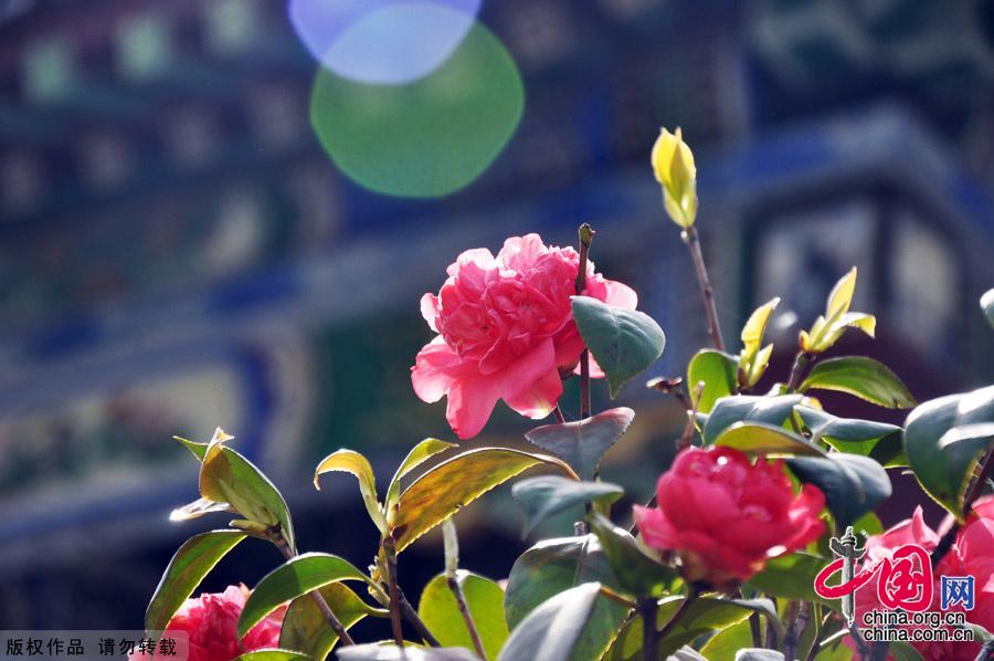 Photo shows the beautiful spring scenery in Yuehu Park, the northwest of Hanyang district, Wuhan. [China.org.cn]