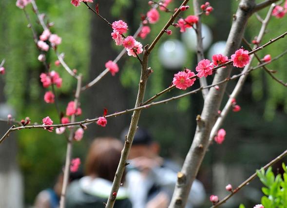 Flowers blossom with the coming of spring in Shandong