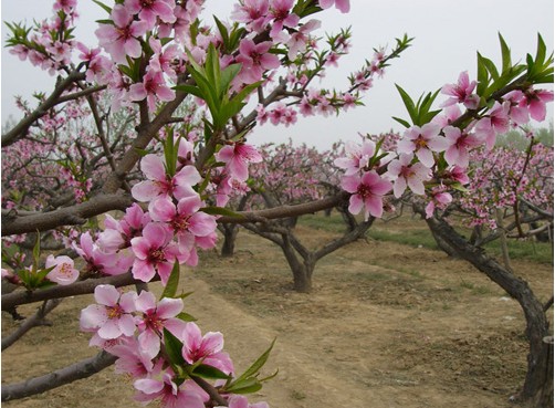 Flowers blossom with the coming of spring in Shandong