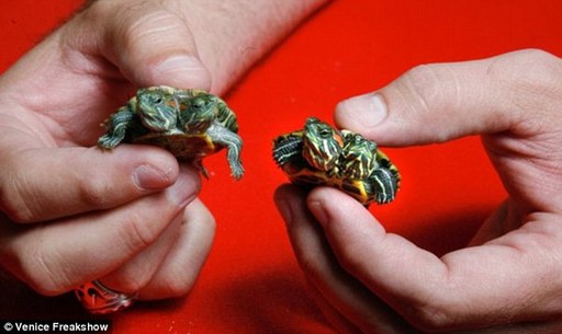 Todd Ray owns the largest collection of living two-headed animals in the world, according to the Guinness Book of World Records -- including these two turtles. [Agencies]
