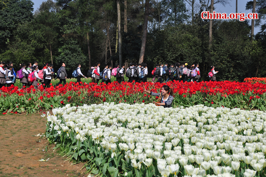 Blooming tulips are seen in Shixianghu Ecological Scenic Resort, Pujiang County in southwest China's Sichuan Province April 2, 2012. [China.org.cn/by Chen Xiangzhao]