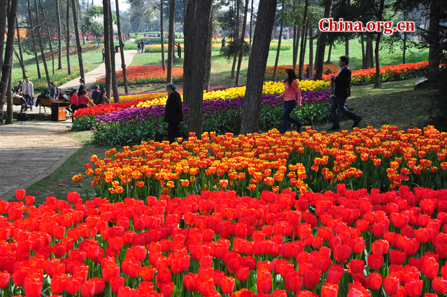 Blooming tulips are seen in Shixianghu Ecological Scenic Resort, Pujiang County in southwest China's Sichuan Province April 2, 2012. [China.org.cn/by Chen Xiangzhao]