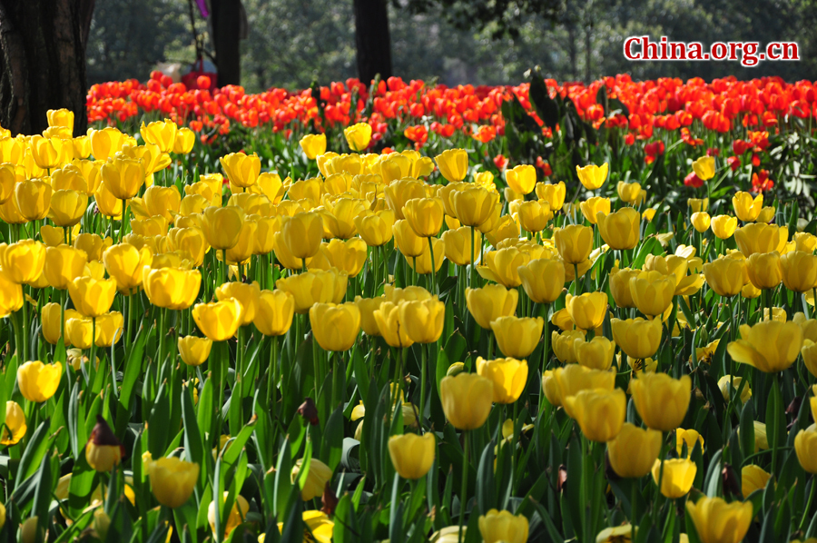 Blooming tulips are seen in Shixianghu Ecological Scenic Resort, Pujiang County in southwest China's Sichuan Province April 2, 2012. [China.org.cn/by Chen Xiangzhao]