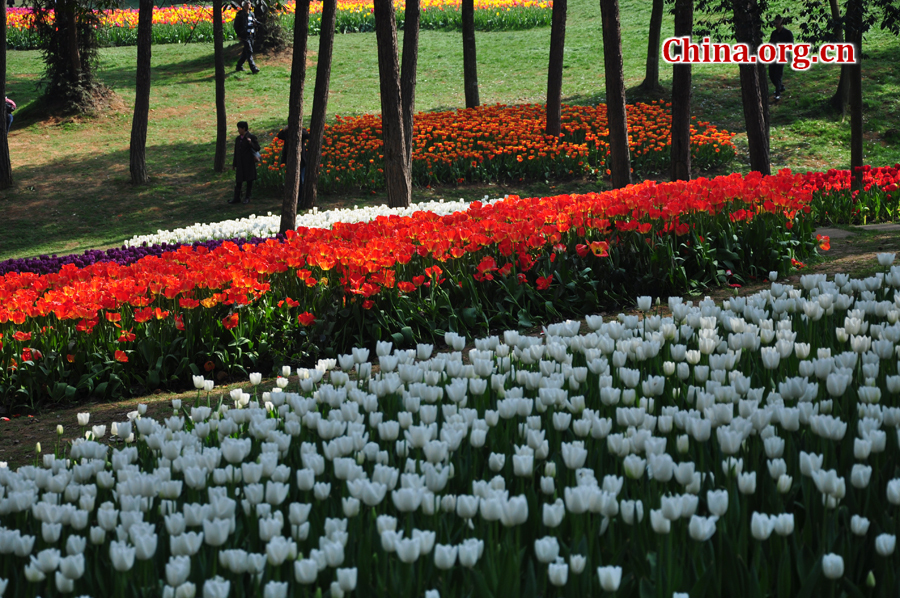 Blooming tulips are seen in Shixianghu Ecological Scenic Resort, Pujiang County in southwest China's Sichuan Province April 2, 2012. [China.org.cn/by Chen Xiangzhao]