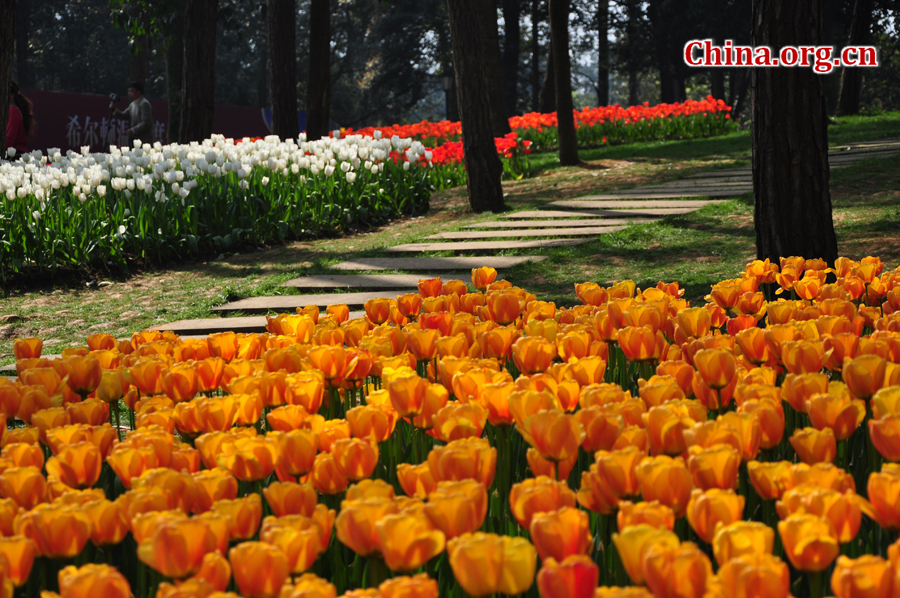 Blooming tulips are seen in Shixianghu Ecological Scenic Resort, Pujiang County in southwest China's Sichuan Province April 2, 2012. [China.org.cn/by Chen Xiangzhao]