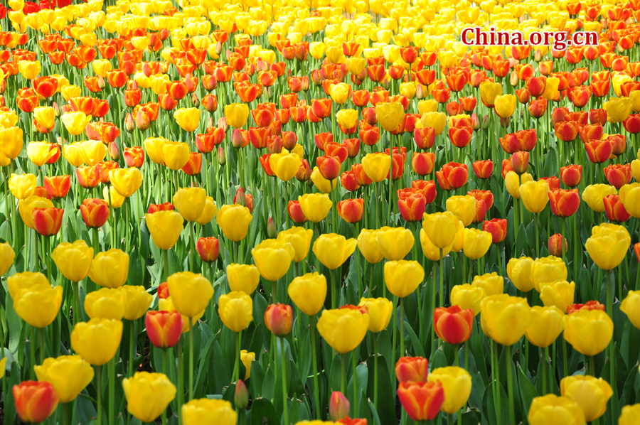 Blooming tulips are seen in Shixianghu Ecological Scenic Resort, Pujiang County in southwest China's Sichuan Province April 2, 2012. [China.org.cn/by Chen Xiangzhao]