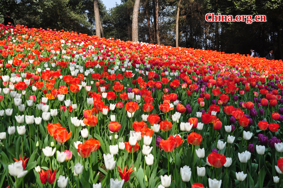 Blooming tulips are seen in Shixianghu Ecological Scenic Resort, Pujiang County in southwest China's Sichuan Province April 2, 2012. [China.org.cn/by Chen Xiangzhao]