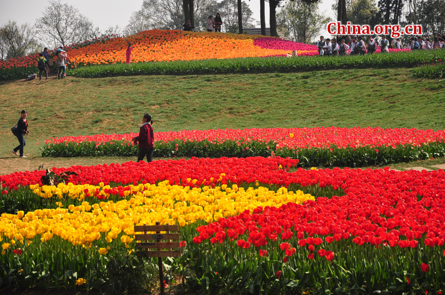 Blooming tulips are seen in Shixianghu Ecological Scenic Resort, Pujiang County in southwest China's Sichuan Province April 2, 2012. [China.org.cn/by Chen Xiangzhao]