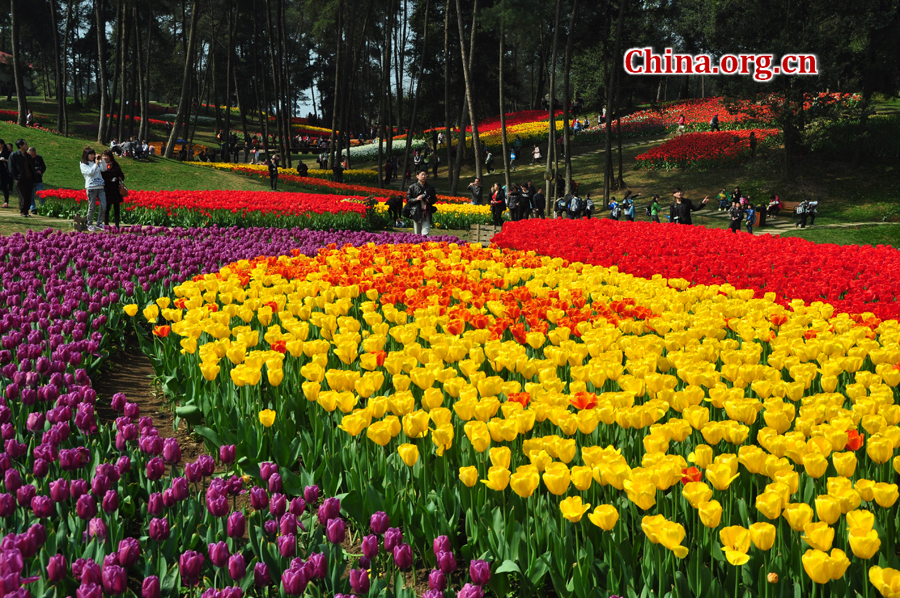 Blooming tulips are seen in Shixianghu Ecological Scenic Resort, Pujiang County in southwest China's Sichuan Province April 2, 2012. [China.org.cn/by Chen Xiangzhao]