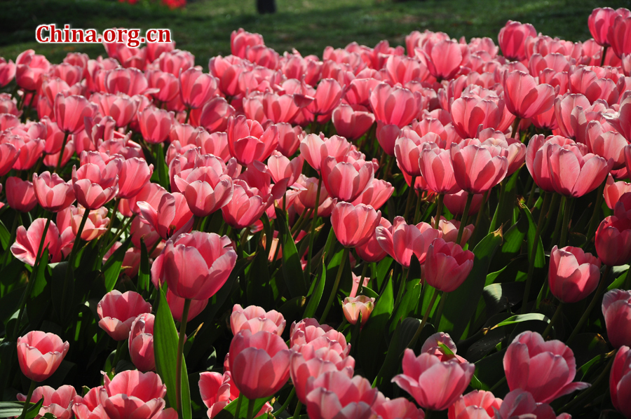 Blooming tulips are seen in Shixianghu Ecological Scenic Resort, Pujiang County in southwest China's Sichuan Province April 2, 2012. [China.org.cn/by Chen Xiangzhao]