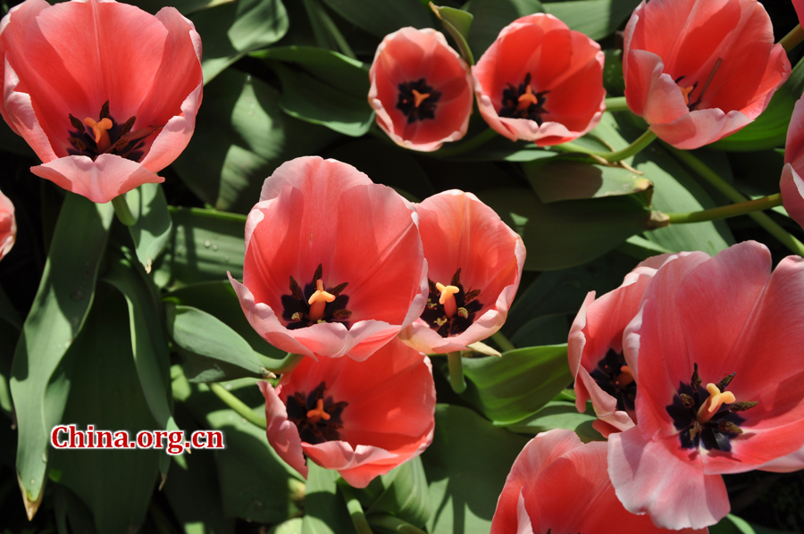 Blooming tulips are seen in Shixianghu Ecological Scenic Resort, Pujiang County in southwest China's Sichuan Province April 2, 2012. [China.org.cn/by Chen Xiangzhao]