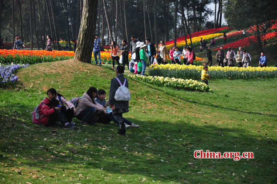 Blooming tulips are seen in Shixianghu Ecological Scenic Resort, Pujiang County in southwest China's Sichuan Province April 2, 2012. [China.org.cn/by Chen Xiangzhao]