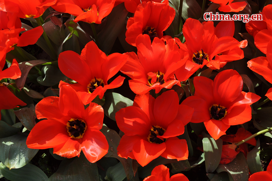 Blooming tulips are seen in Shixianghu Ecological Scenic Resort, Pujiang County in southwest China's Sichuan Province April 2, 2012. [China.org.cn/by Chen Xiangzhao]