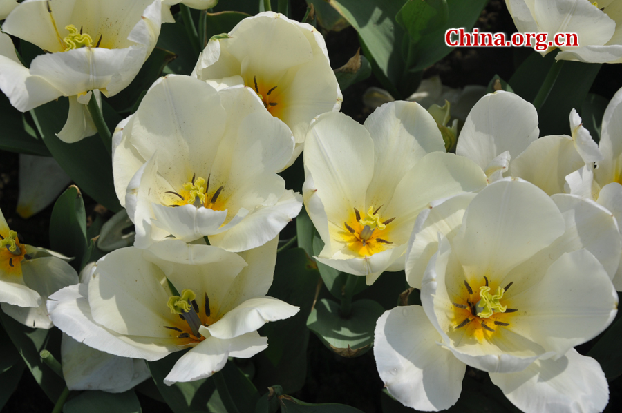 Blooming tulips are seen in Shixianghu Ecological Scenic Resort, Pujiang County in southwest China's Sichuan Province April 2, 2012. [China.org.cn/by Chen Xiangzhao]