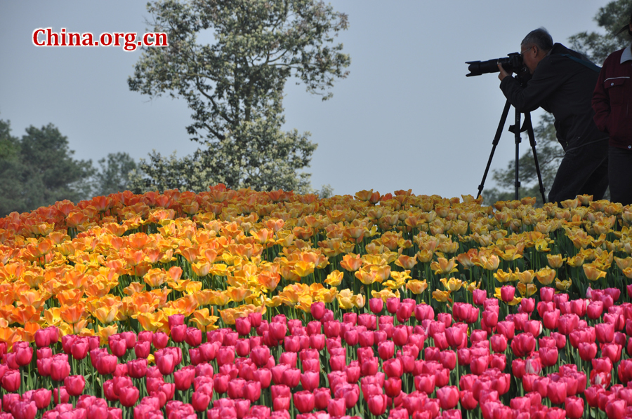 Blooming tulips are seen in Shixianghu Ecological Scenic Resort, Pujiang County in southwest China's Sichuan Province April 2, 2012. [China.org.cn/by Chen Xiangzhao]