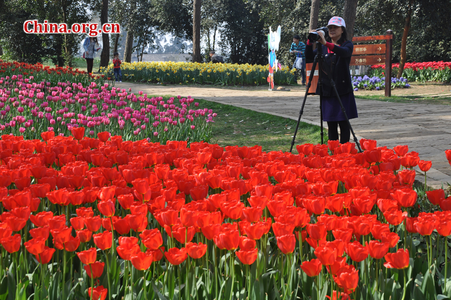 Blooming tulips are seen in Shixianghu Ecological Scenic Resort, Pujiang County in southwest China's Sichuan Province April 2, 2012. [China.org.cn/by Chen Xiangzhao]