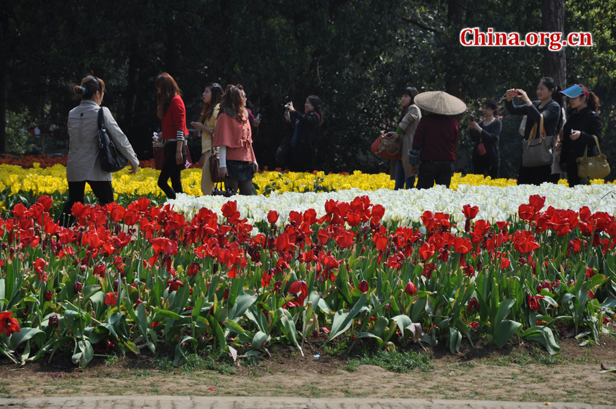 Blooming tulips are seen in Shixianghu Ecological Scenic Resort, Pujiang County in southwest China's Sichuan Province April 2, 2012. [China.org.cn/by Chen Xiangzhao]