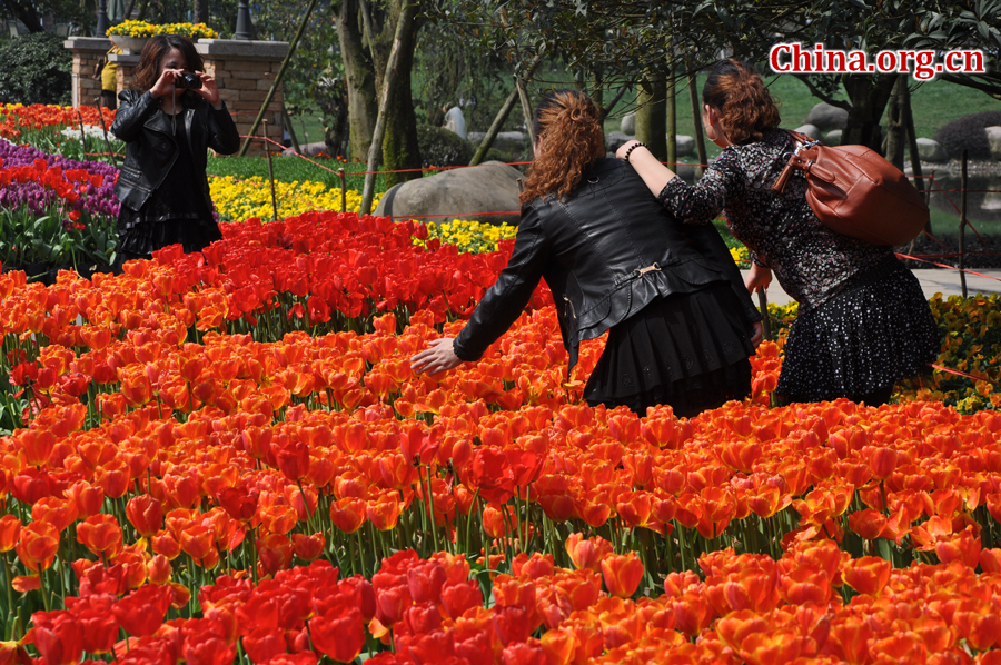 Blooming tulips are seen in Shixianghu Ecological Scenic Resort, Pujiang County in southwest China's Sichuan Province April 2, 2012. [China.org.cn/by Chen Xiangzhao]