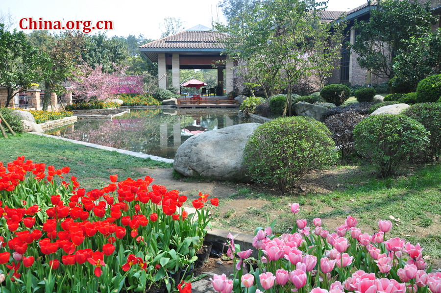 Blooming tulips are seen in Shixianghu Ecological Scenic Resort, Pujiang County in southwest China's Sichuan Province April 2, 2012. [China.org.cn/by Chen Xiangzhao]