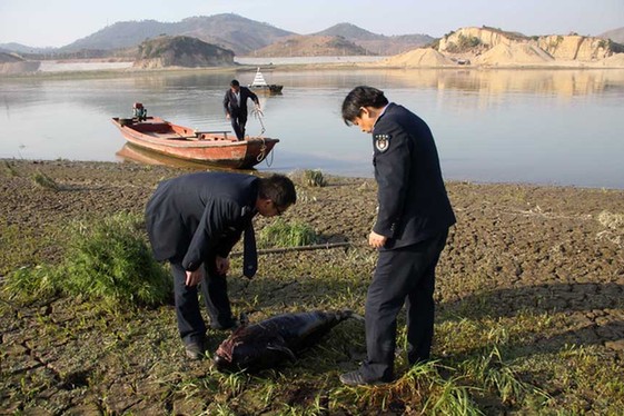 Yangtze cowfish, an endangered subspecies of the finless porpoise in the Yangtze River, is found dead alongside the bank of the Dongting Lake, northeastern Hunan province, China. 