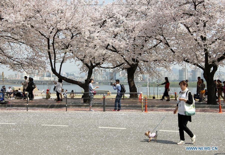 Visitors enjoy cherry blossoms at Yeouido near the National Assembly in Seoul, South Korea, on April 20, 2012. (Xinhua/Park Jin hee) 