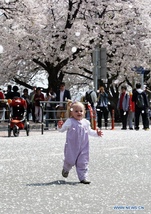  A child enjoys cherry blossoms at Yeouido near the National Assembly in Seoul, South Korea, on April 20, 2012. (Xinhua/Park Jin hee) 